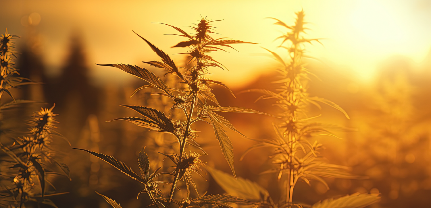 Olio di CBD è legale in Italia nel 2025? Cosa dice la legge, in breve