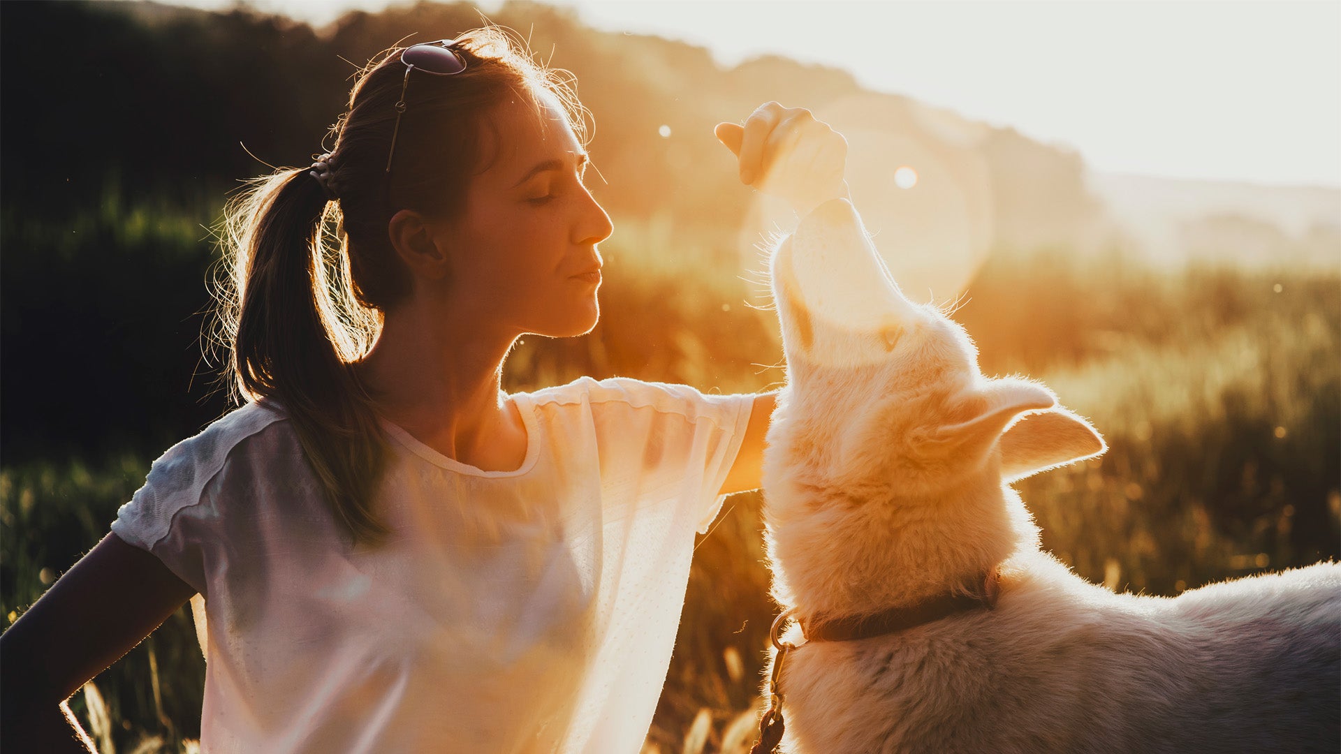 Il Potenziale del CBD nel Trattamento di Patologie Canine