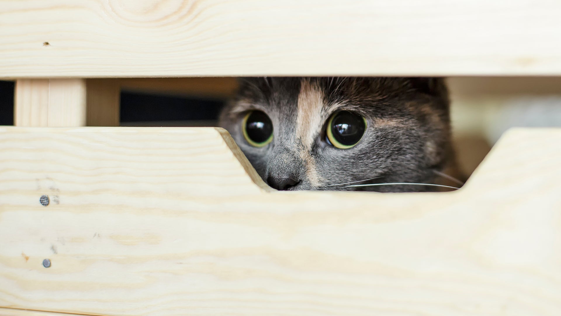 Olio di CBD per Animali: Un Supporto Naturale per Ridurre lo Stress durante le Festività